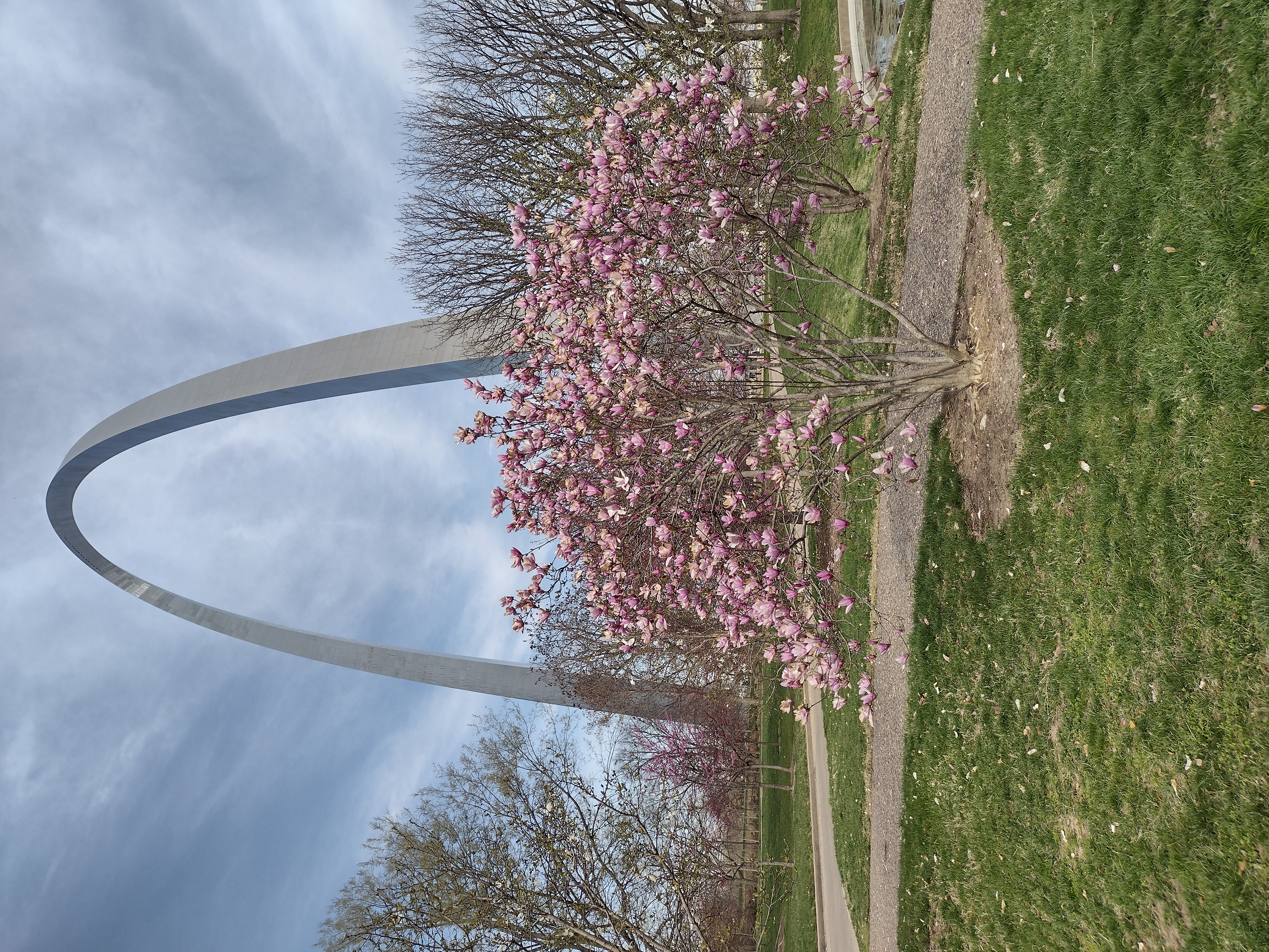magnolia with arch A small tree covered in pink and white blooms, with the Gateway Arch in the background