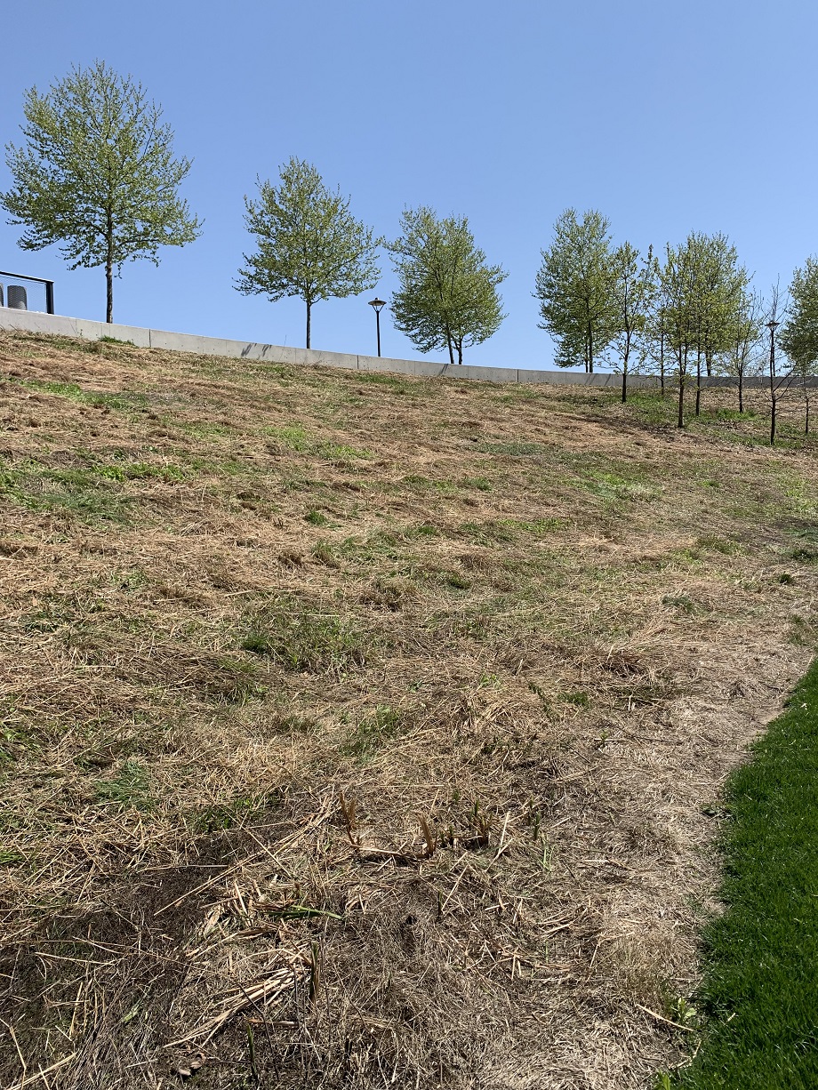Long stalks of cut grass, brown and dried, lay on top of hill slopes. 