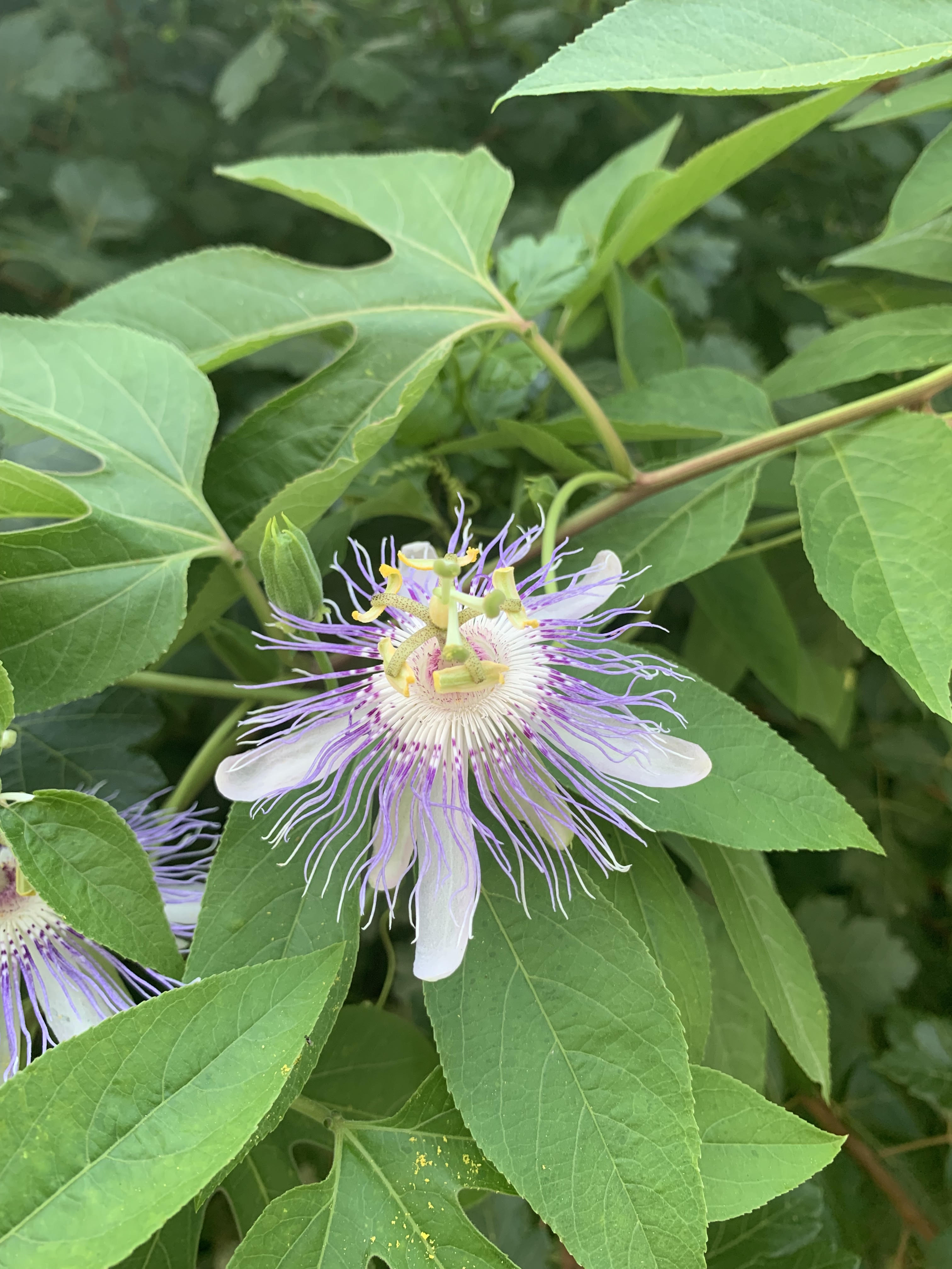 passionflower A purple and white flower with several purple tendrils around the center