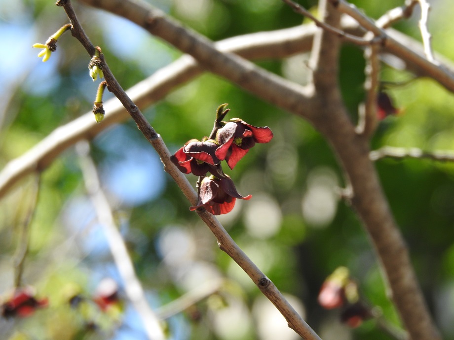 Three small blood-red flowers on bare twigs.