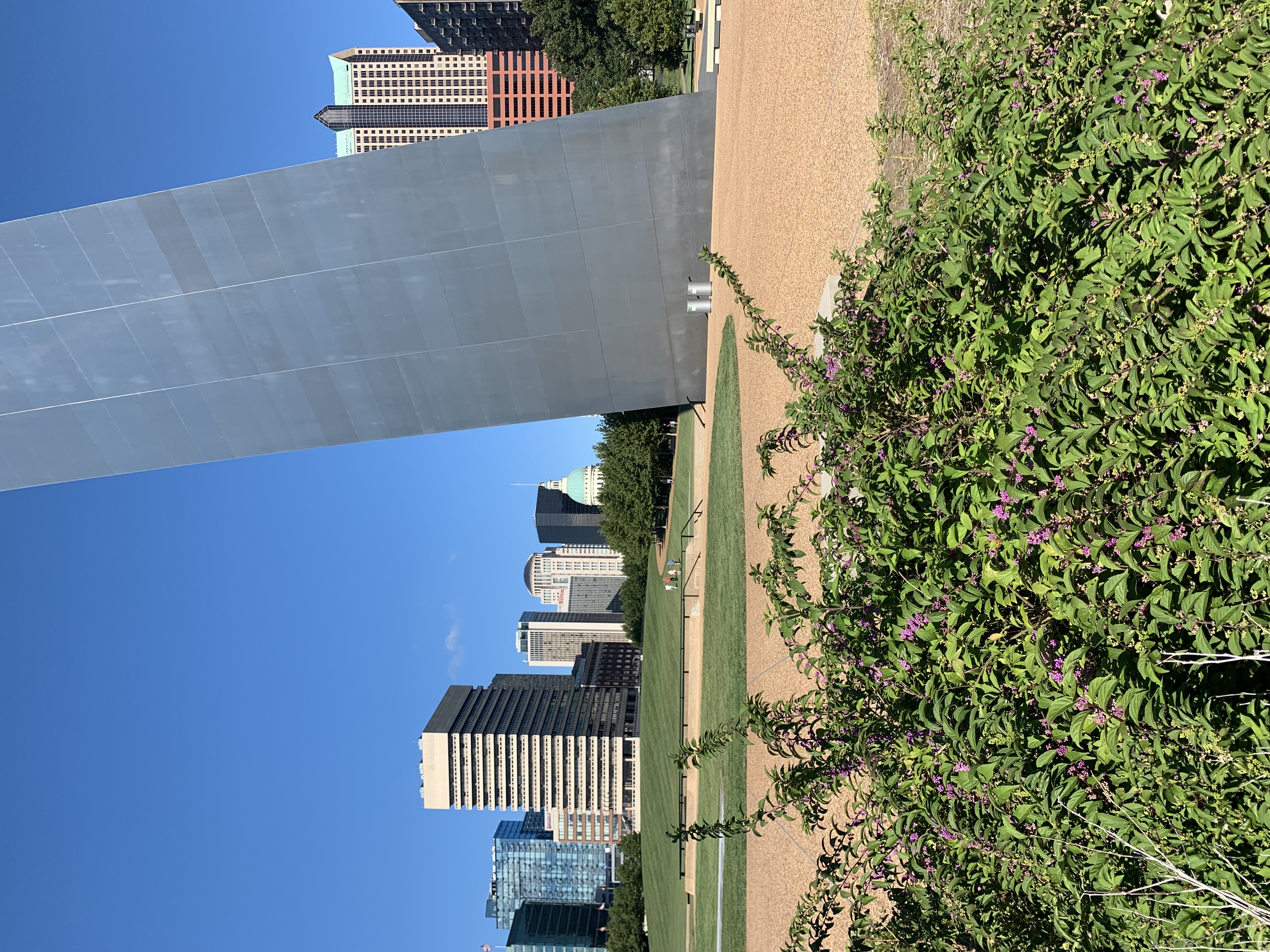 A green plant with purple berries along the stalk stands near the gleaming stainless steel Gateway Arch