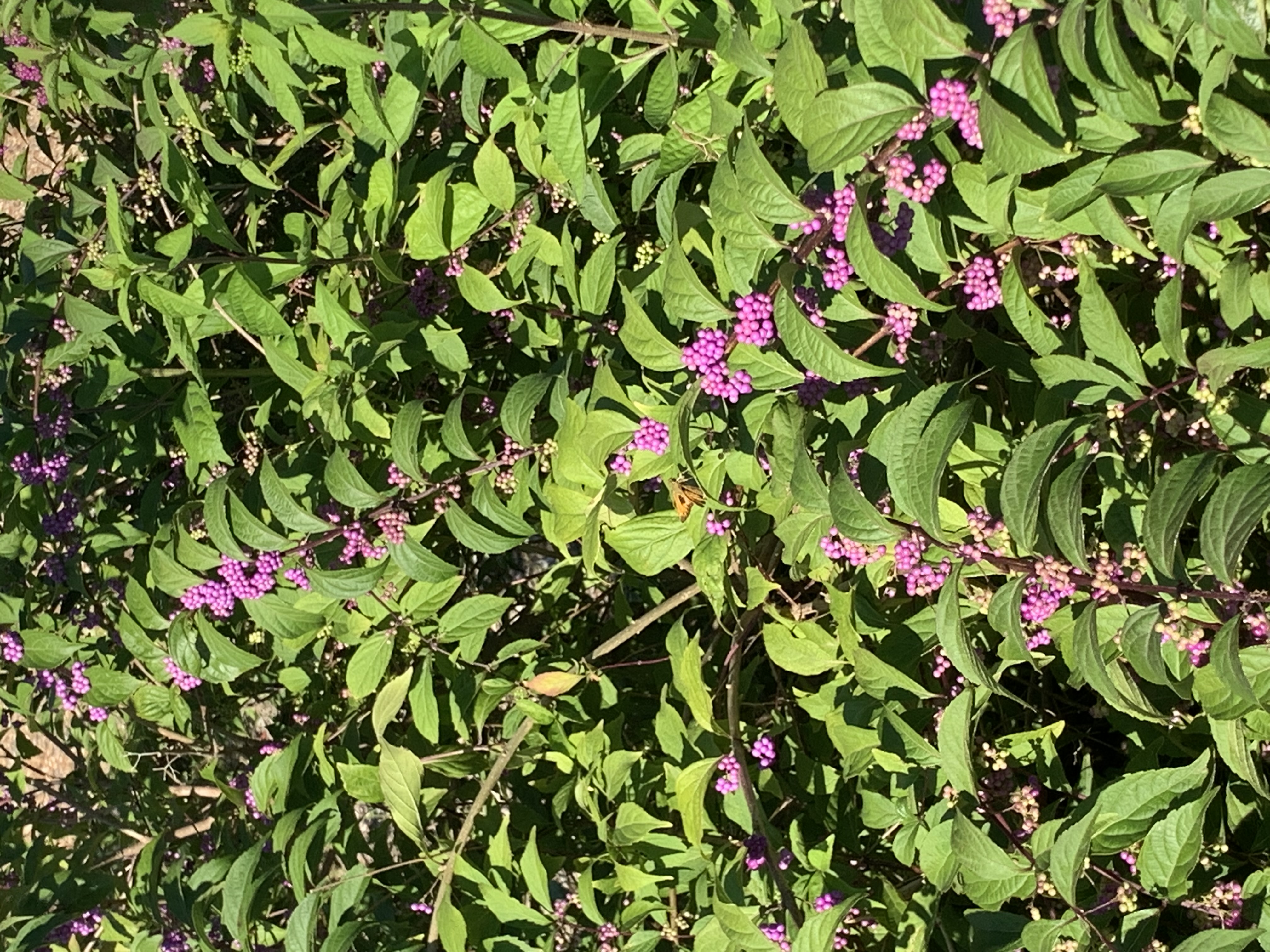 Bright purple berries along a plant's stalk