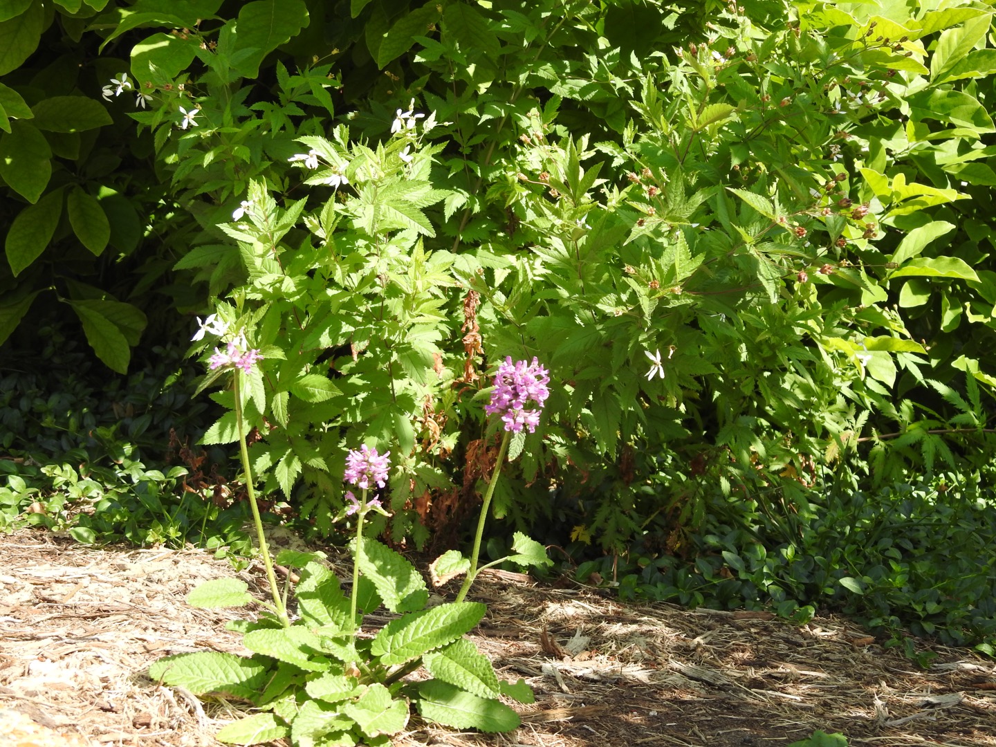 Fluffy purple flower balls on top of plain green stalks. More vegetation is in the background