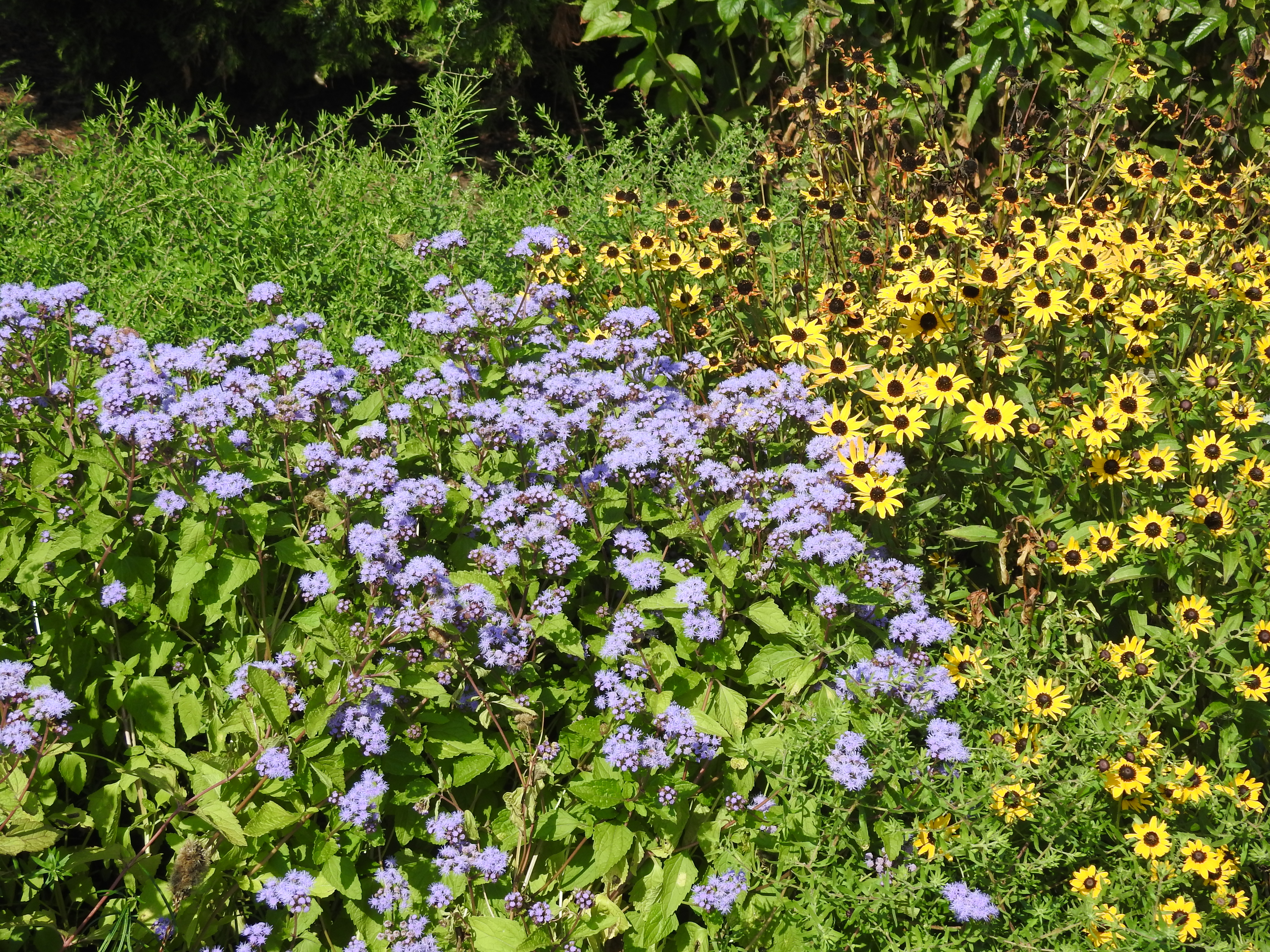 Purple and yellow flowers