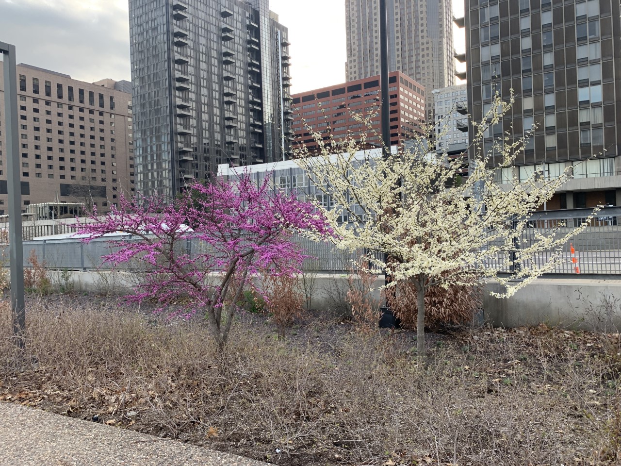 red and white redbud Two trees, one purplish-fuchsia and one white, growing next to each other. City buildings are in the background.