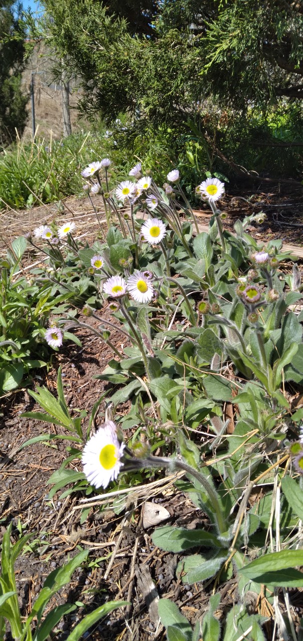 Small daisy-like flowers