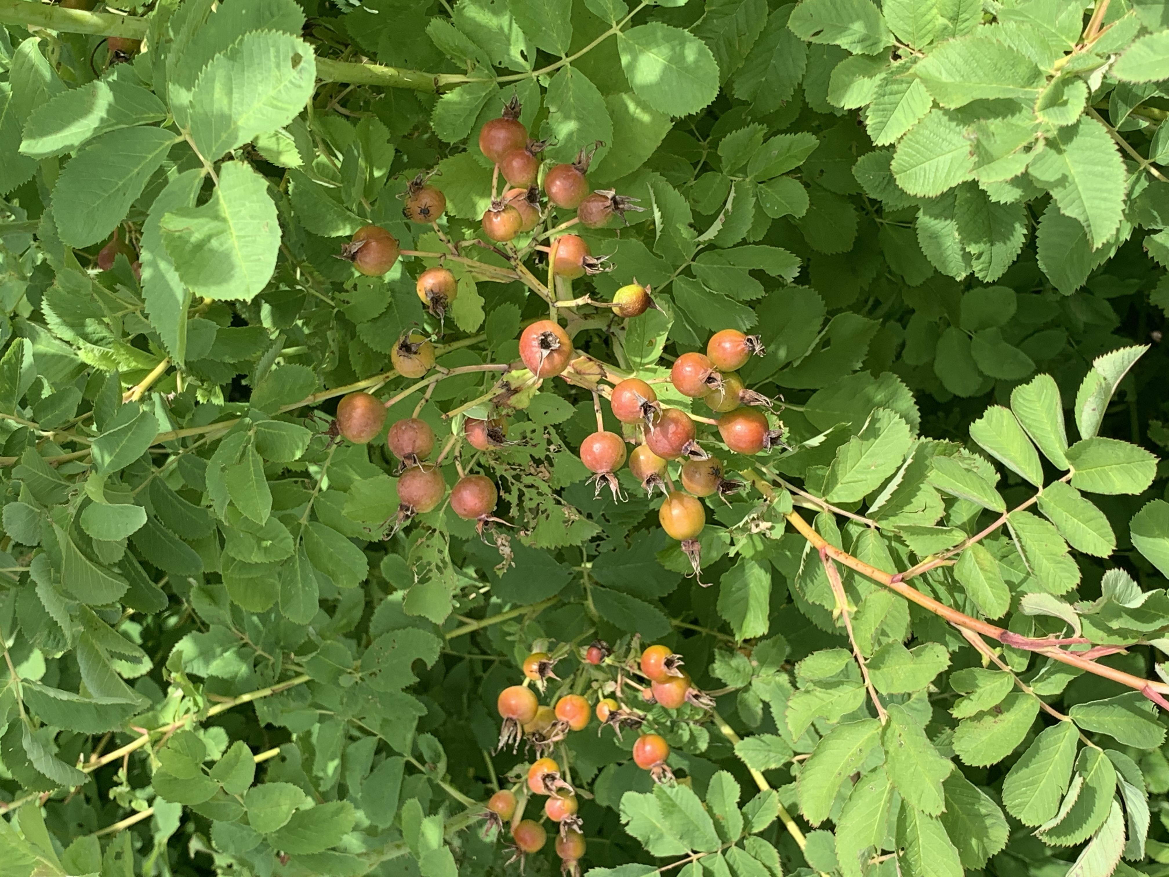 Small, light-red circular fruits with green leaves in the background