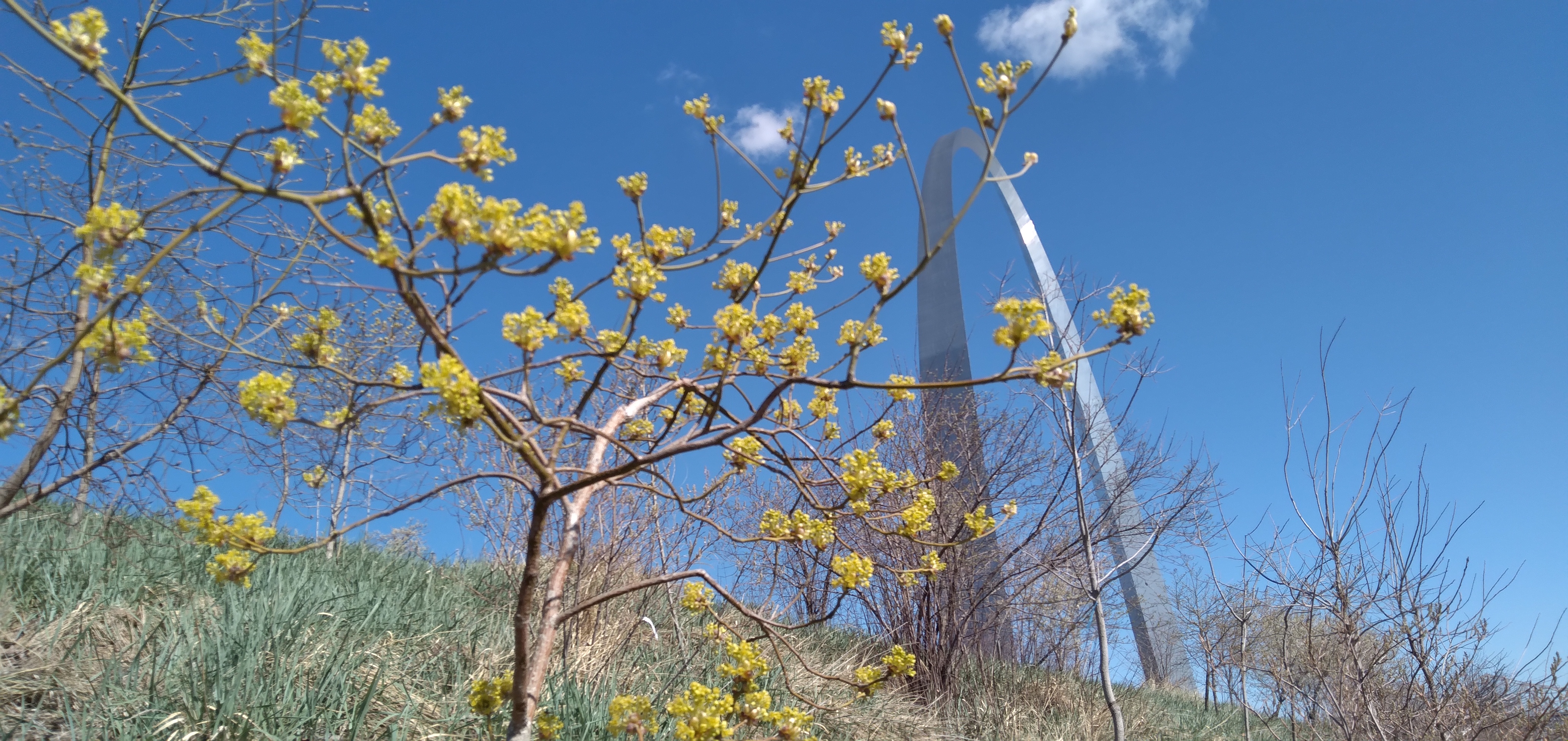 sassafrass A yellow-blossomed tree, with grass in the foreground. The Gateway Arch is in the background.