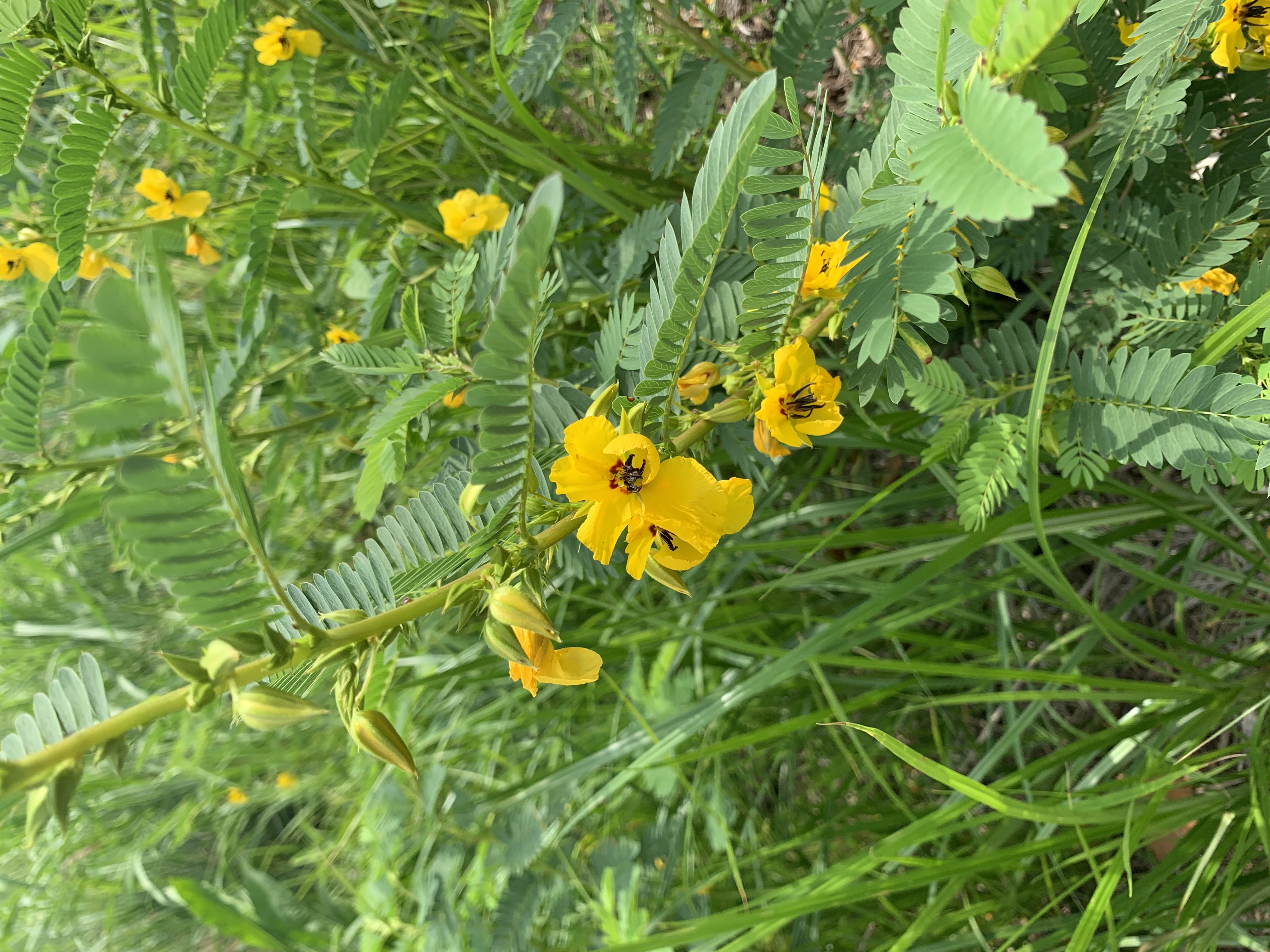 showy partridge pea A plant with large yellow flowers