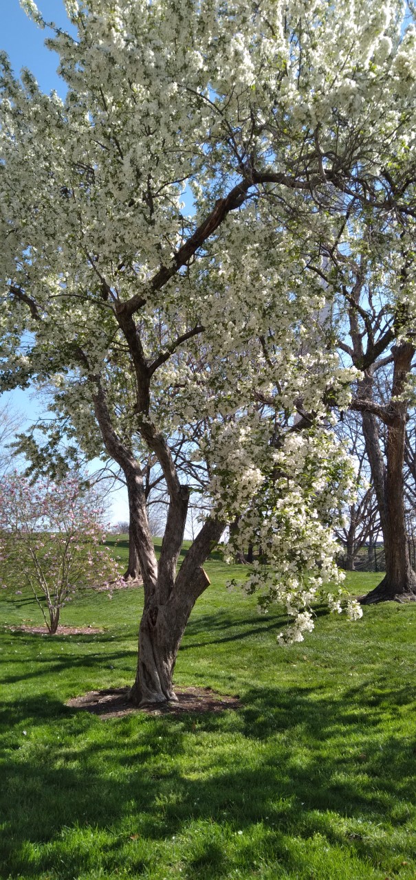 A tree with many tiny white blossoms