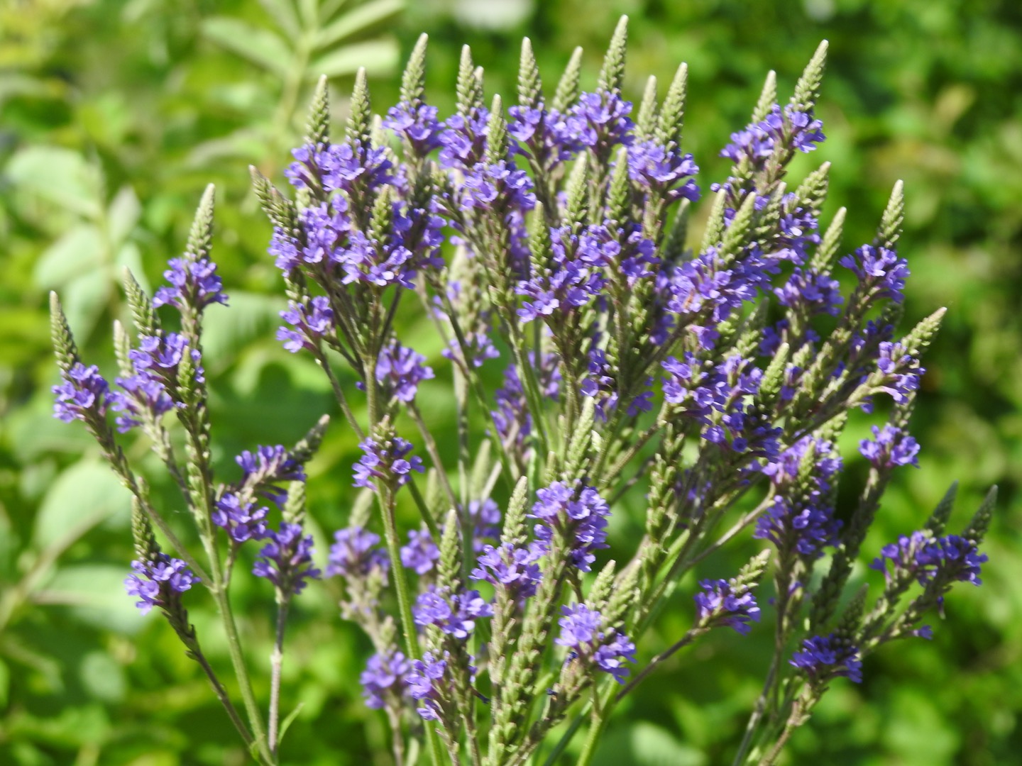 A closeup of a purple flower, showing the unusual cone-shaped from-the-bottom-to-the-top blossoming habit