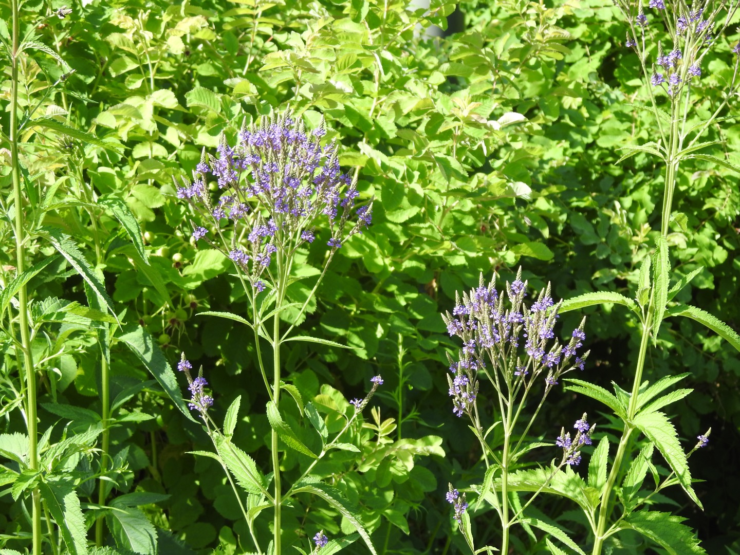 A purple flower, taken from a distance