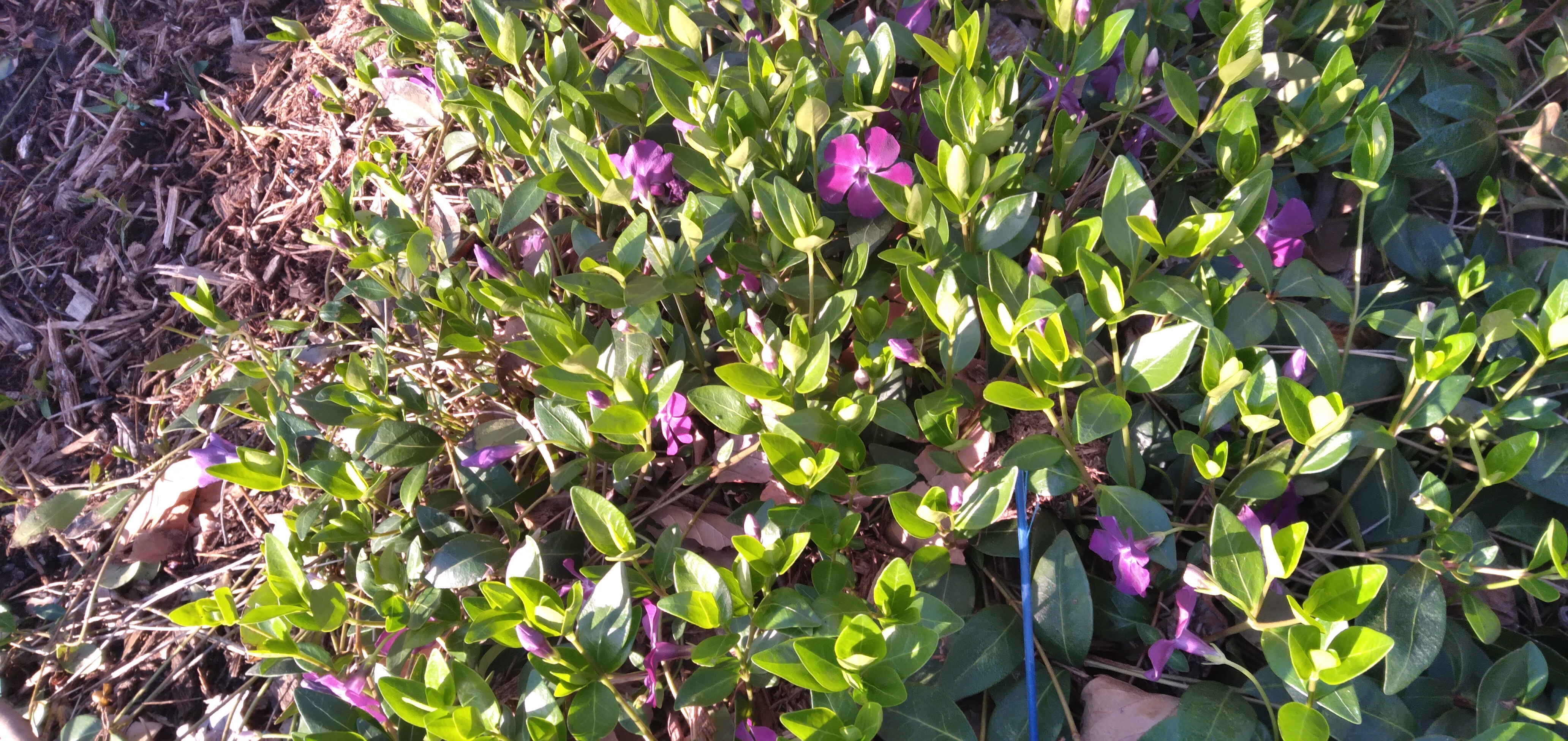 vinca minor A small purple flower in a thick mat of green leaves