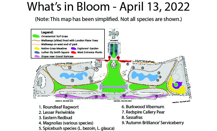 whats in bloom labeled mid april 2022 A simplified map of the arch grounds with overlaid numbers showing where various species are planted. The names of each species are written on the bottom of the map.