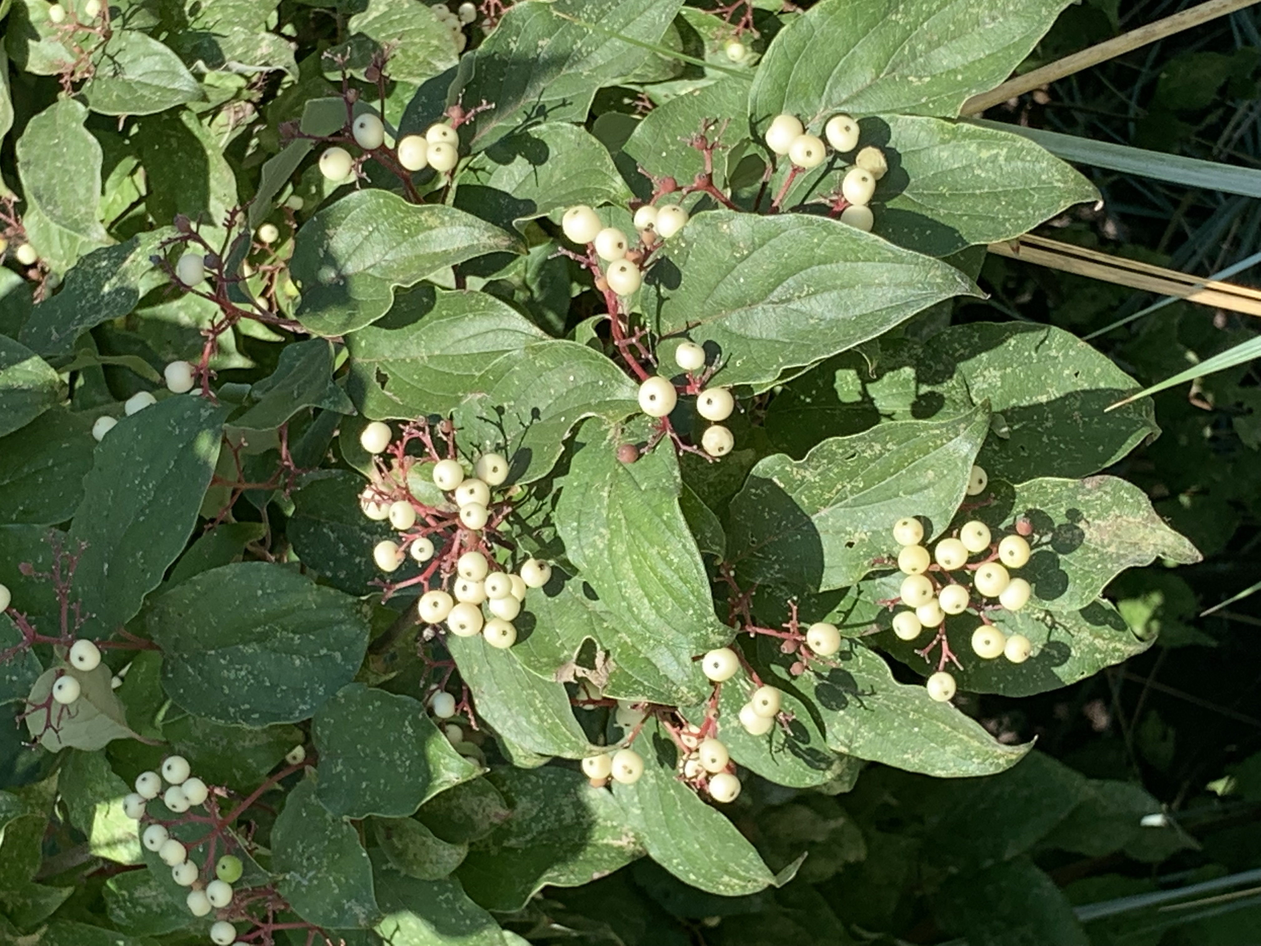 small white berries with green tree leaves behind them