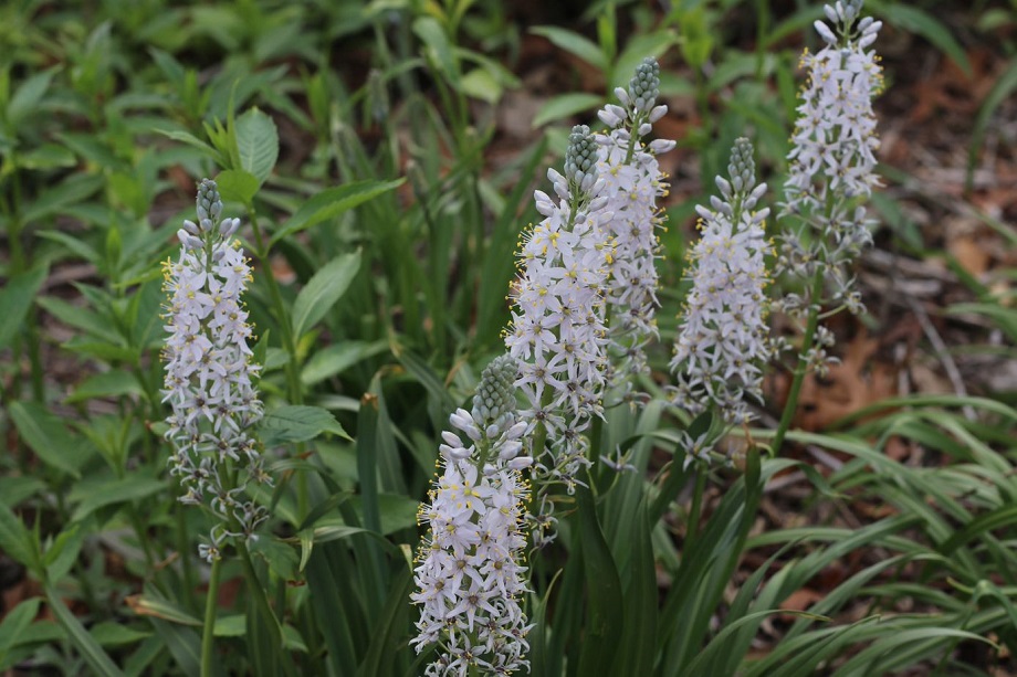 several pillars (racemes) covered in small white/light-blue flowers. There are six racemes in the picture. Green leaves and grass are below them.