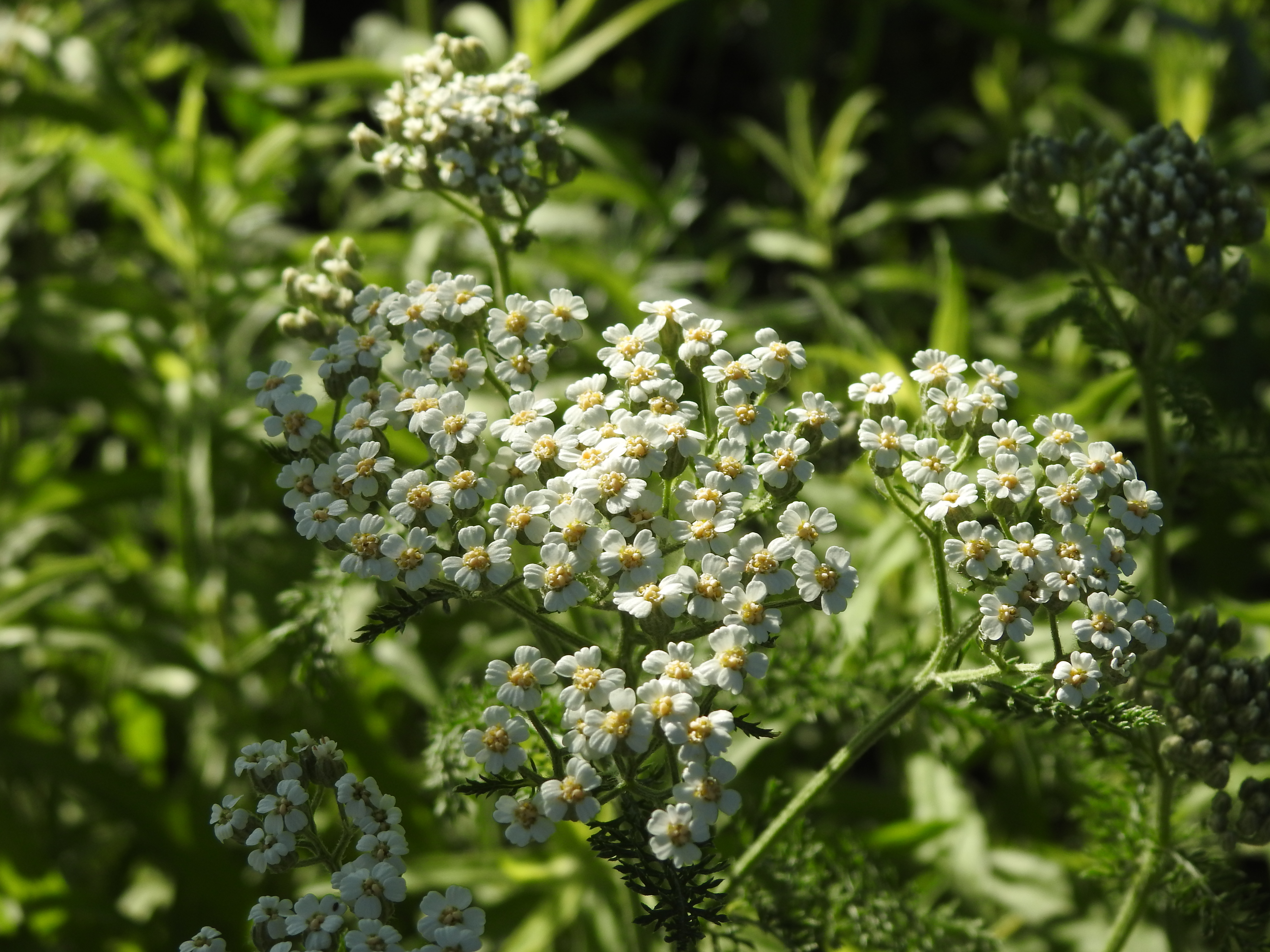 A closeup of tiny white flowers with yellow centers