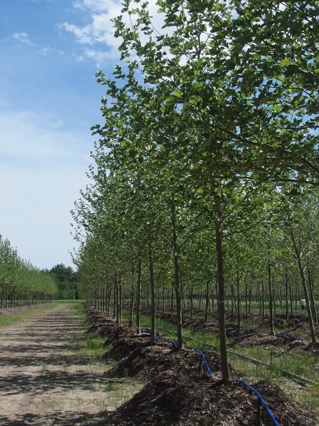 some of the new London Plane trees planted to replace infestation-prone Ash trees