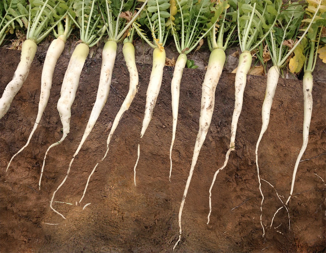 some of the radishes that were planted across the grounds to aerate and add nutrients to the soil