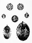 Peace Medals