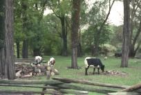 cow