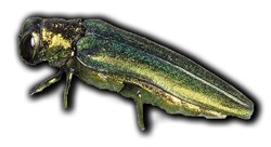 EAB Cut out_SMR
