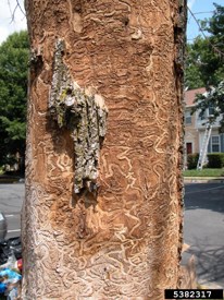 EAB larvae tracks