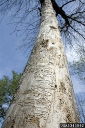 EAB Tracks on ash tree