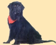 Image of a Newfoundland dog Image of a Newfoundland dog