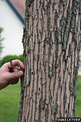 Woodpecker damage on ash tree