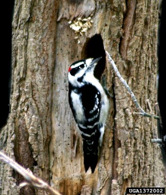 Woodpecker