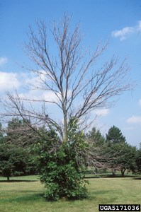 ash root sprout
