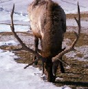elk elk