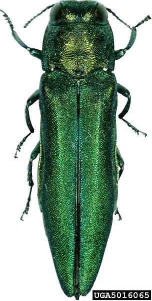 Emerald Ash Borer