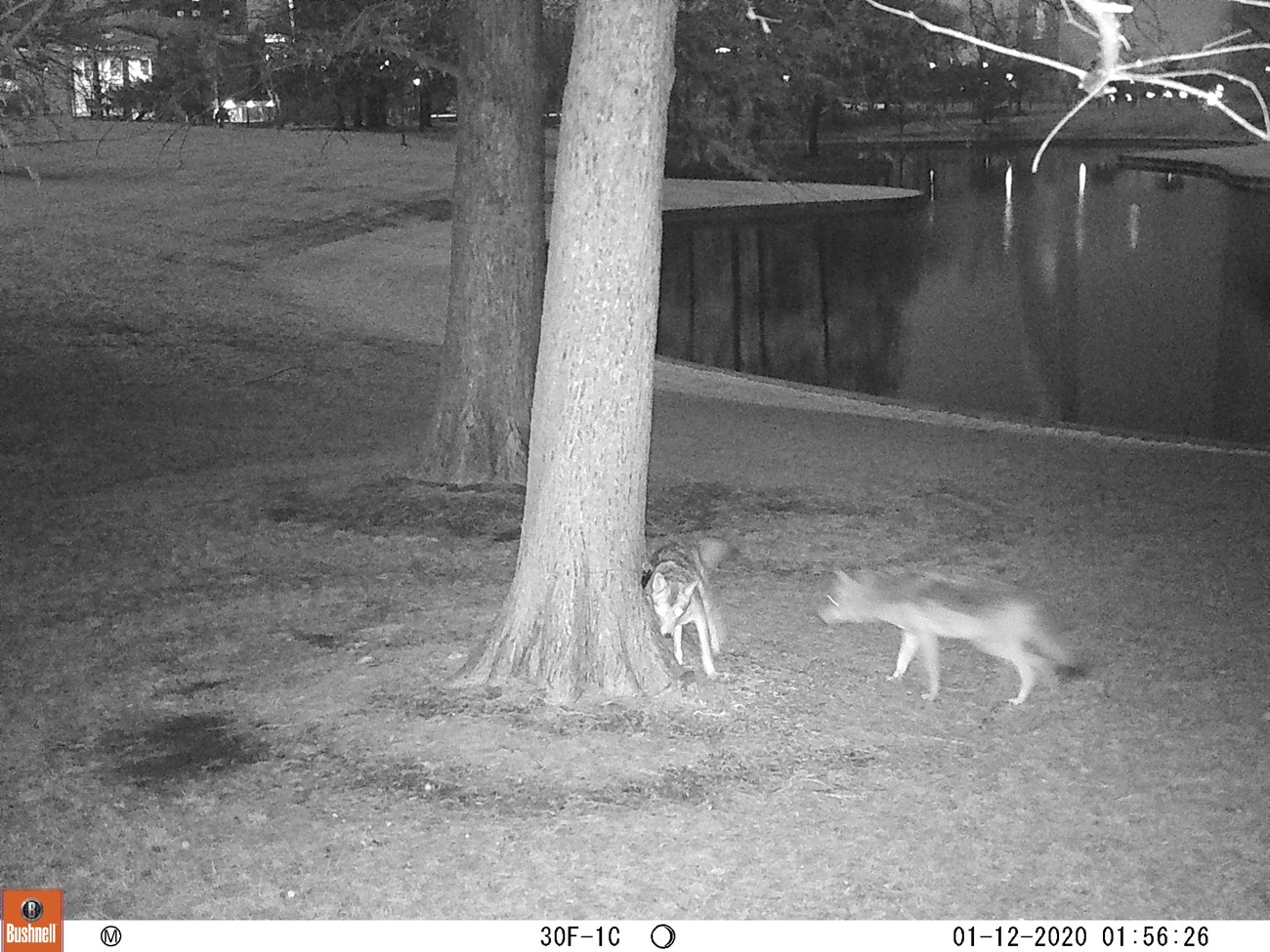 A black and white infrared picture of two coyotes standing near a tree. The curved edge of a gateway arch pond is in the background