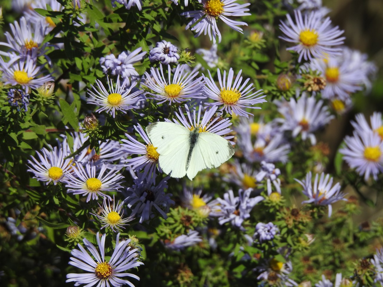 A white butterfly on a purple flower with a yellow center