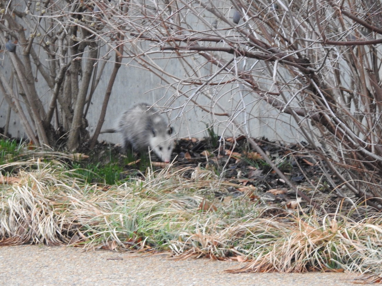 A grey animal with a long snout, between two bushes.