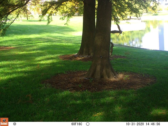 A hawk circles around a tree in pursuit of a squirrel, Green grass in foreground.