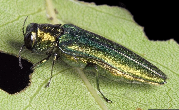 emerald ash borer