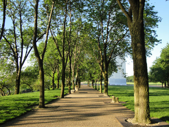 Rosehill Ash trees on the Arch grounds