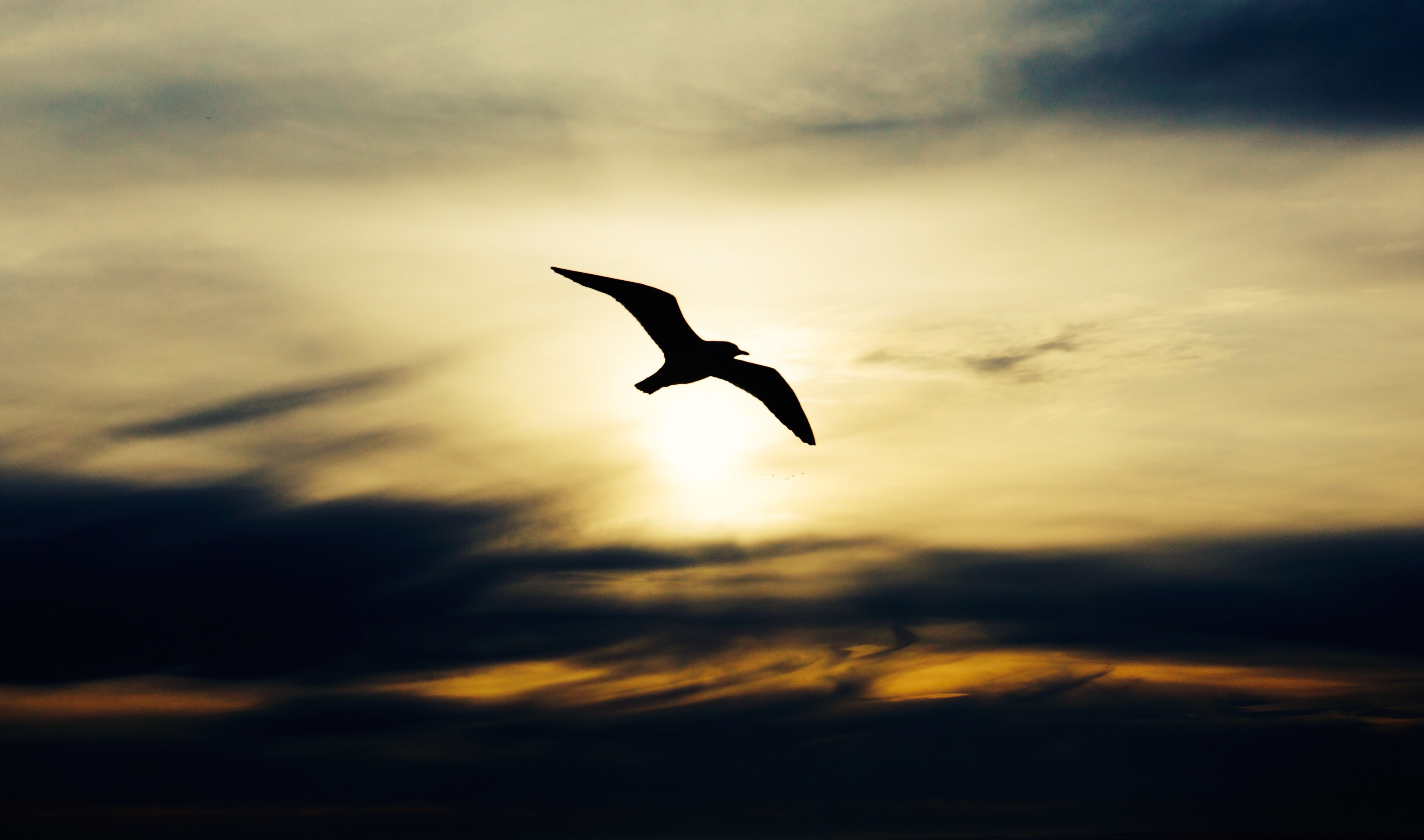 lone bird flying at sunrise