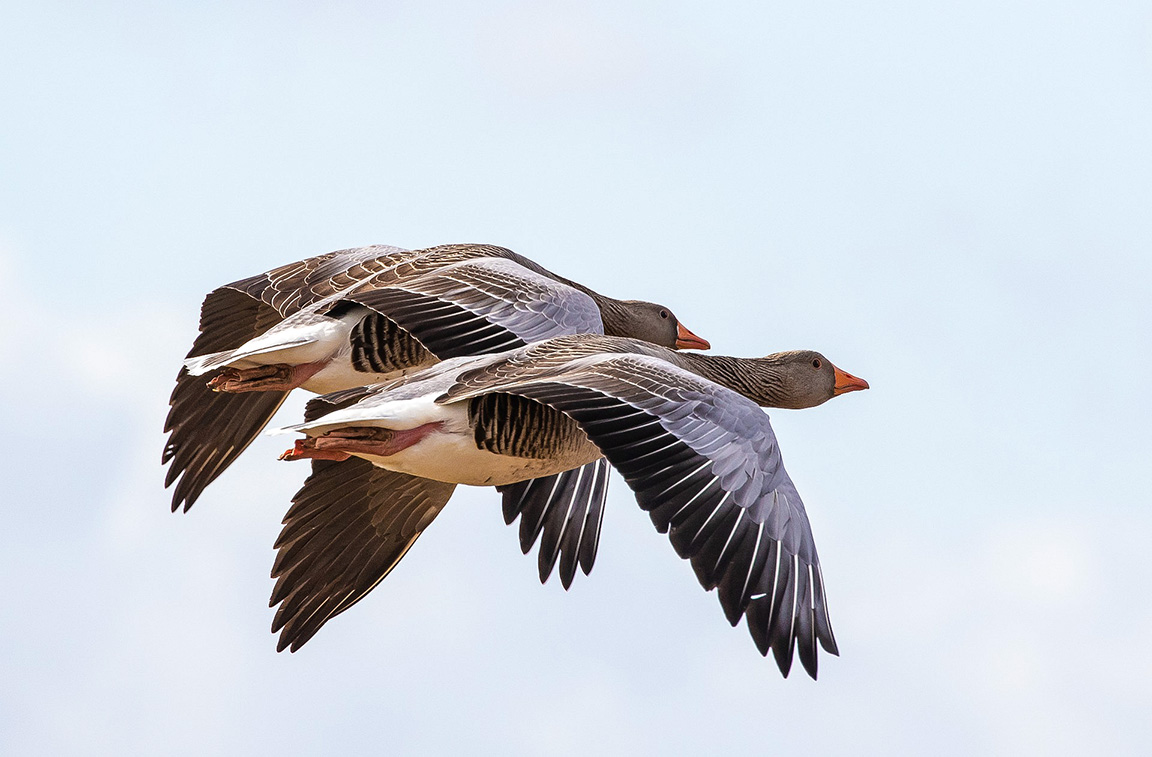 2 geese in flight