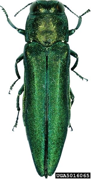 Emerald Ash Borer