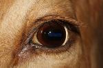 CULonghorn-Eye