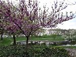 Redbud_Greenleaves