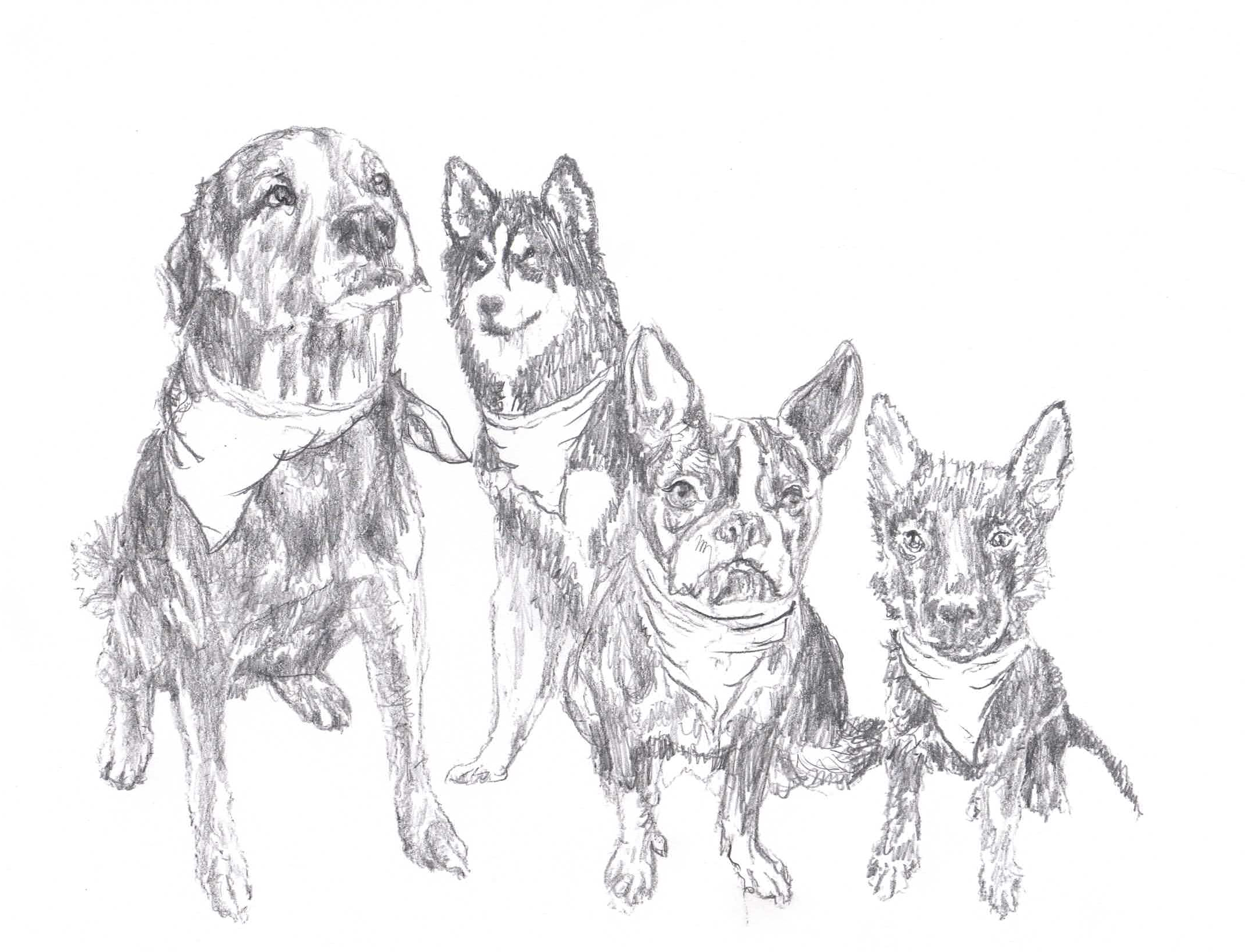 Pencil drawing of 4 dogs