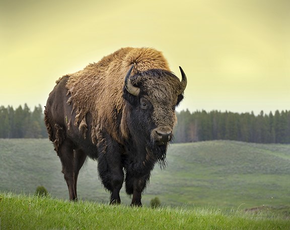 Bison standing on a green grassy hillside