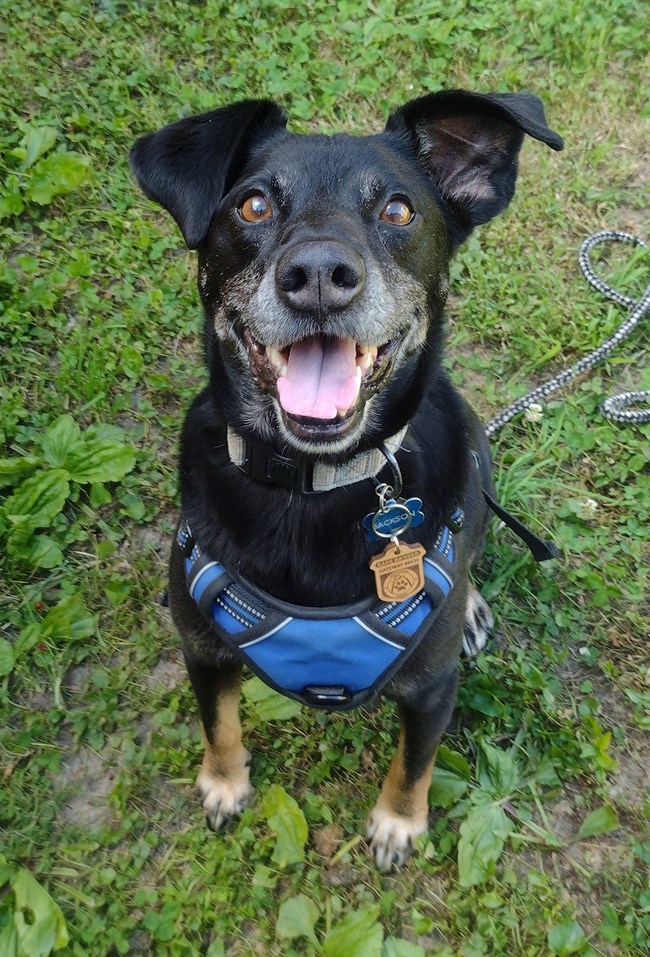 Black and brown dog sitting on grass with a wooden BARK ranger tag on it's blue collar.