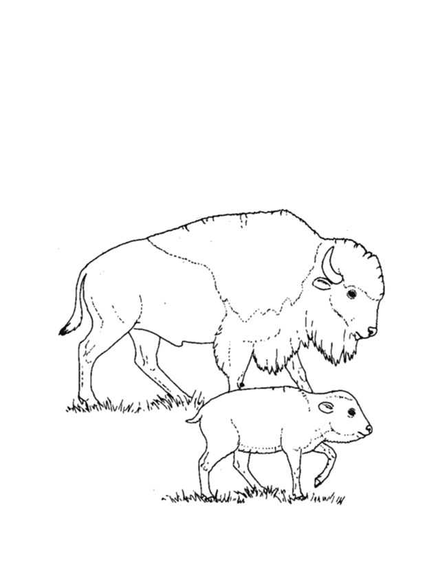 Buffalo coloring page