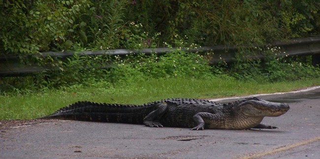 Image of alligator walking across road Image of alligator walking across road